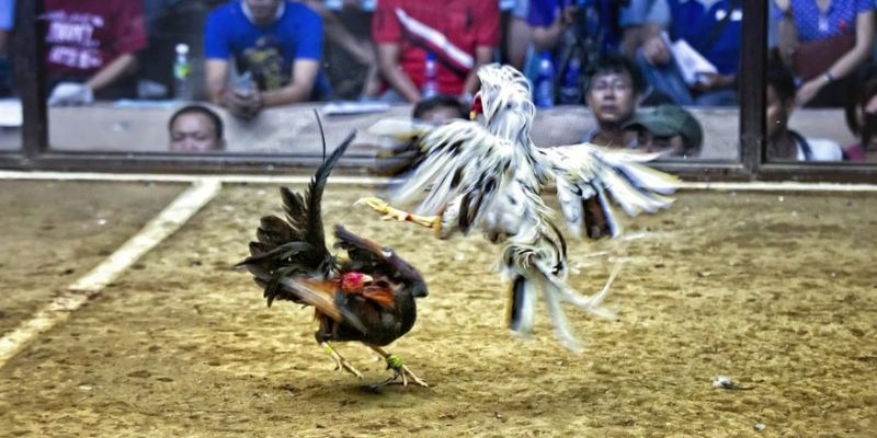 8kbet123 qq88 bắn cá